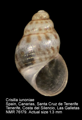 Crisilla iunoniae (5).jpg - Crisilla iunoniae (Palazzi,1988)